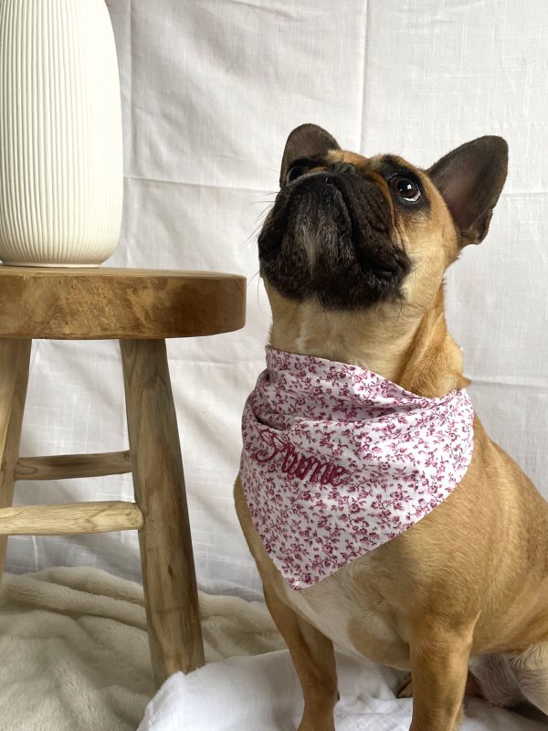 Accessoire chiens chats