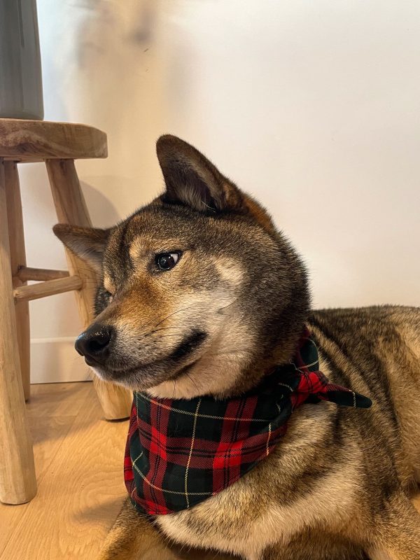 Bandana animal chien chat